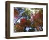 Fall Foliage near Fall Creek Falls State Park, Tennessee, USA-Diane Johnson-Framed Photographic Print