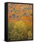 Fall Foliage, New England, USA-Walter Bibikow-Framed Stretched Canvas