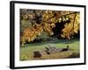 Fall Foliage on Cohos Trail, Zealand Campground, Twin Mountain, New Hampshire, USA-Jerry & Marcy Monkman-Framed Photographic Print