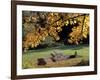 Fall Foliage on Cohos Trail, Zealand Campground, Twin Mountain, New Hampshire, USA-Jerry & Marcy Monkman-Framed Photographic Print