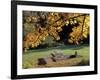 Fall Foliage on Cohos Trail, Zealand Campground, Twin Mountain, New Hampshire, USA-Jerry & Marcy Monkman-Framed Photographic Print