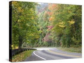 Fall Foliage on Newfound Gap Road, Great Smoky Mountains, Tennessee, USA-Diane Johnson-Stretched Canvas