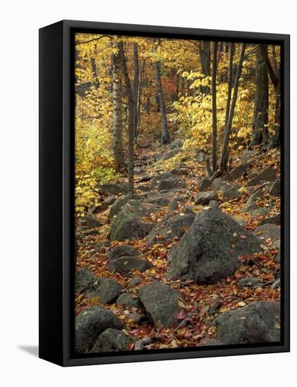 Fall Foliage on the Tarn Trail of Dorr Mountain, Maine, USA-Jerry & Marcy Monkman-Framed Stretched Canvas