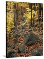 Fall Foliage on the Tarn Trail of Dorr Mountain, Maine, USA-Jerry & Marcy Monkman-Stretched Canvas