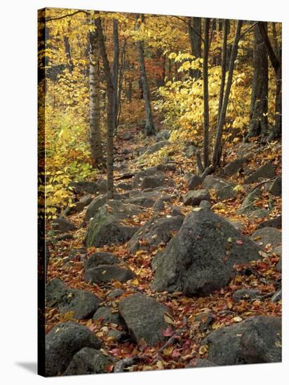 Fall Foliage on the Tarn Trail of Dorr Mountain, Maine, USA-Jerry & Marcy Monkman-Stretched Canvas