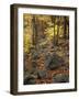 Fall Foliage on the Tarn Trail of Dorr Mountain, Maine, USA-Jerry & Marcy Monkman-Framed Photographic Print