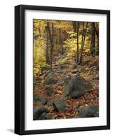 Fall Foliage on the Tarn Trail of Dorr Mountain, Maine, USA-Jerry & Marcy Monkman-Framed Photographic Print