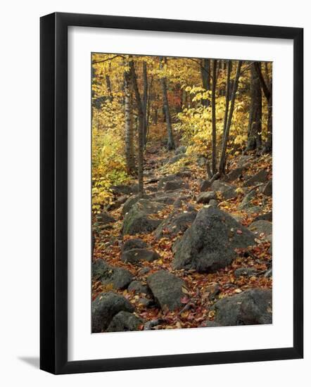 Fall Foliage on the Tarn Trail of Dorr Mountain, Maine, USA-Jerry & Marcy Monkman-Framed Photographic Print