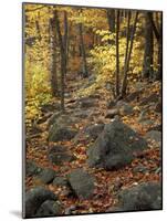 Fall Foliage on the Tarn Trail of Dorr Mountain, Maine, USA-Jerry & Marcy Monkman-Mounted Photographic Print