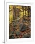 Fall Foliage on the Tarn Trail of Dorr Mountain, Maine, USA-Jerry & Marcy Monkman-Framed Photographic Print