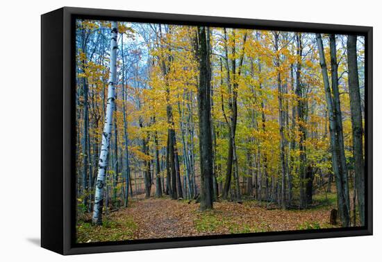 Fall Foliage Photo Print Poster-null-Framed Stretched Canvas