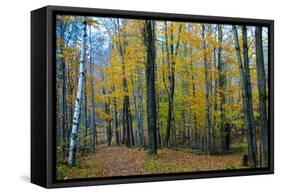 Fall Foliage Photo Print Poster-null-Framed Stretched Canvas