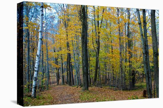 Fall Foliage Photo Print Poster-null-Stretched Canvas