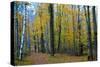 Fall Foliage Photo Print Poster-null-Stretched Canvas