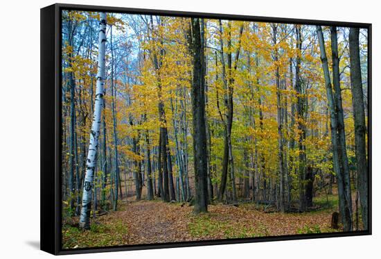 Fall Foliage Photo Print Poster-null-Framed Stretched Canvas