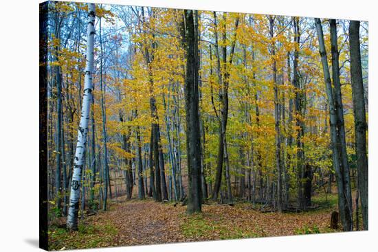 Fall Foliage Photo Print Poster-null-Stretched Canvas