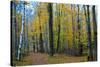 Fall Foliage Photo Print Poster-null-Stretched Canvas