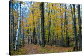 Fall Foliage Photo Print Poster-null-Stretched Canvas