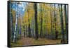 Fall Foliage Photo Print Poster-null-Framed Stretched Canvas