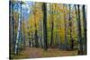 Fall Foliage Photo Print Poster-null-Stretched Canvas