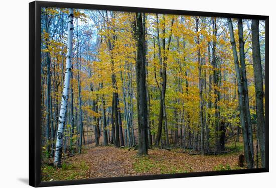 Fall Foliage Photo Print Poster-null-Framed Poster