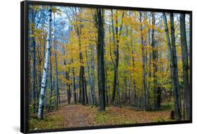 Fall Foliage Photo Print Poster-null-Framed Poster