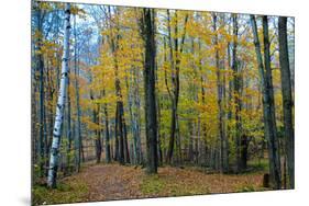 Fall Foliage Photo Print Poster-null-Mounted Poster