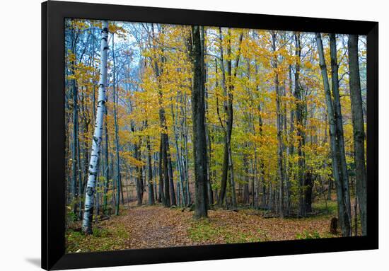 Fall Foliage Photo Print Poster-null-Framed Poster