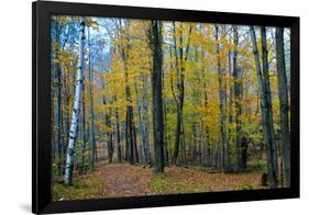 Fall Foliage Photo Print Poster-null-Framed Poster