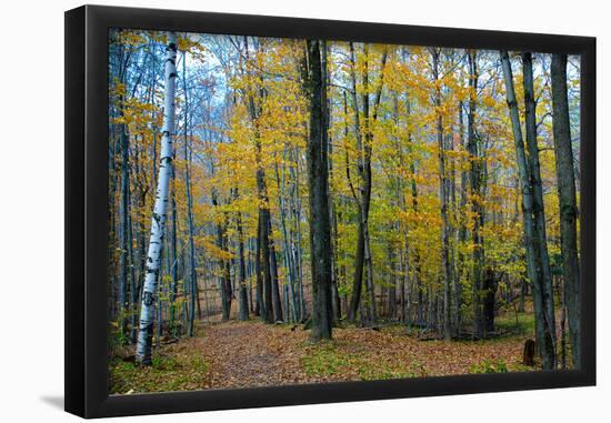 Fall Foliage Photo Print Poster-null-Framed Poster