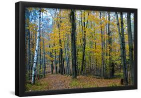 Fall Foliage Photo Print Poster-null-Framed Poster