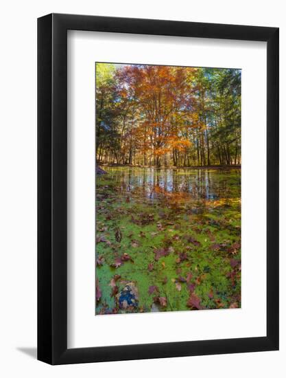 Fall foliage reflection in lake water-Anna Miller-Framed Photographic Print