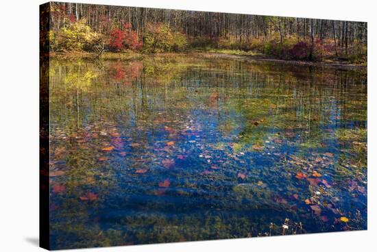 Fall foliage reflection in lake water-Anna Miller-Stretched Canvas