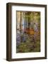 Fall foliage reflection in lake water-Anna Miller-Framed Photographic Print