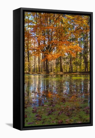 Fall foliage reflection in lake water-Anna Miller-Framed Stretched Canvas