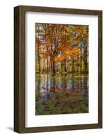 Fall foliage reflection in lake water-Anna Miller-Framed Photographic Print