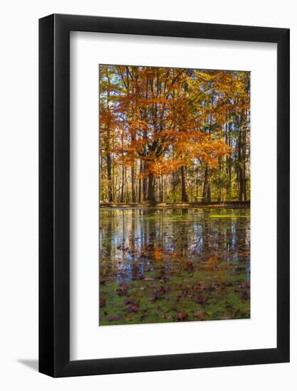 Fall foliage reflection in lake water-Anna Miller-Framed Photographic Print