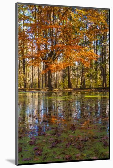 Fall foliage reflection in lake water-Anna Miller-Mounted Photographic Print