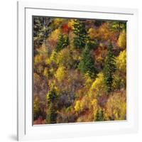 Fall foliage, Stevens Pass Area, WA.-Michel Hersen-Framed Photographic Print