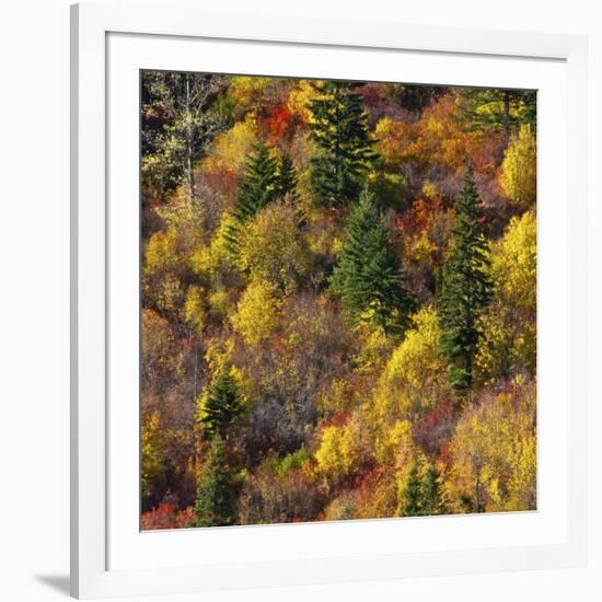 Fall foliage, Stevens Pass Area, WA.-Michel Hersen-Framed Photographic Print
