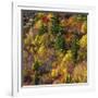 Fall foliage, Stevens Pass Area, WA.-Michel Hersen-Framed Photographic Print