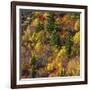 Fall foliage, Stevens Pass Area, WA.-Michel Hersen-Framed Photographic Print