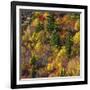 Fall foliage, Stevens Pass Area, WA.-Michel Hersen-Framed Photographic Print