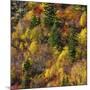 Fall foliage, Stevens Pass Area, WA.-Michel Hersen-Mounted Photographic Print