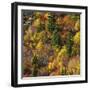 Fall foliage, Stevens Pass Area, WA.-Michel Hersen-Framed Photographic Print