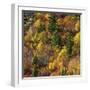 Fall foliage, Stevens Pass Area, WA.-Michel Hersen-Framed Photographic Print