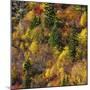 Fall foliage, Stevens Pass Area, WA.-Michel Hersen-Mounted Photographic Print
