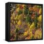 Fall foliage, Stevens Pass Area, WA.-Michel Hersen-Framed Stretched Canvas
