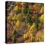 Fall foliage, Stevens Pass Area, WA.-Michel Hersen-Stretched Canvas