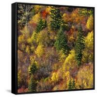 Fall foliage, Stevens Pass Area, WA.-Michel Hersen-Framed Stretched Canvas